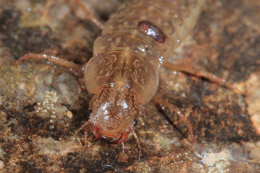 Larva di Dytiscidae da ID: cf. Rhantus suturalis